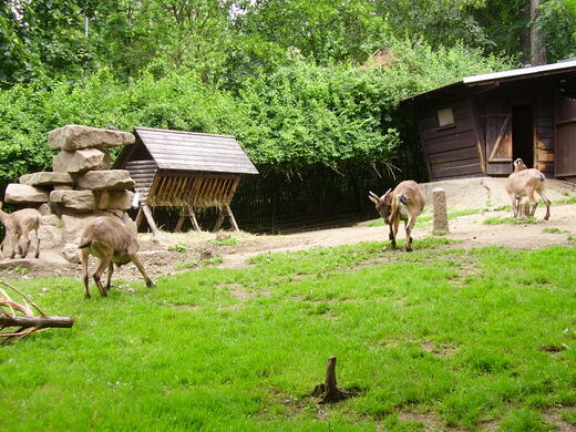 ZOO_Liberec.JPG